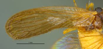 Media type: image;   Entomology 22390 Aspect: Wing front